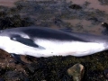 White-beaked Dolphin