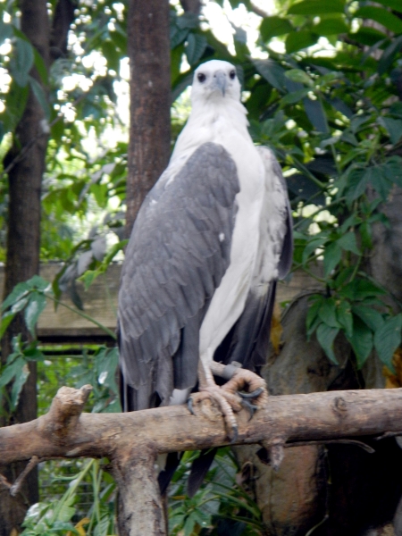 White-bellied Sea Eagle
