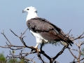 White-bellied Sea Eagle