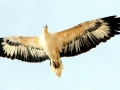 White-bellied Sea Eagle