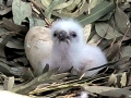 White-bellied Sea Eagle