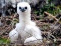 White-bellied Sea Eagle
