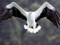White-bellied Sea Eagle