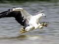 White-bellied Sea Eagle