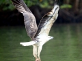 White-bellied Sea Eagle
