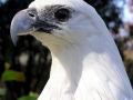 White-bellied Sea Eagle