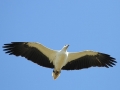 White-bellied Sea Eagle