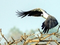 White-bellied Sea Eagle