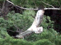 White-bellied Sea Eagle