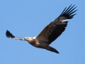 White-bellied Sea Eagle