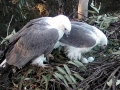 White-bellied Sea Eagle