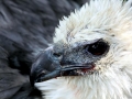 White-bellied Sea Eagle