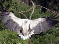 White-bellied Sea Eagle