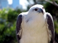 White-bellied Sea Eagle