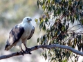 White-bellied Sea Eagle