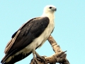 White-bellied Sea Eagle