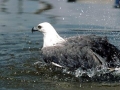 White-bellied Sea Eagle