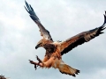White-bellied Sea Eagle