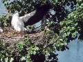 White-bellied Sea Eagle