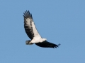 White-bellied Sea Eagle