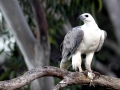 White-bellied Sea Eagle