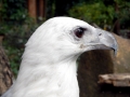 White-bellied Sea Eagle