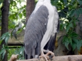 White-bellied Sea Eagle