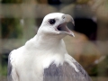 White-bellied Sea Eagle