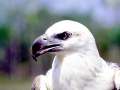 White-bellied Sea Eagle