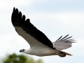 White-bellied Sea Eagle