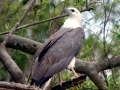 White-bellied Sea Eagle