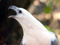 White-bellied Sea Eagle