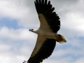 White-bellied Sea Eagle