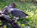 White-bellied Sea Eagle