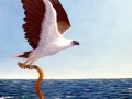 White-bellied Sea Eagle