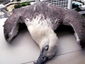 White-bellied Sea Eagle