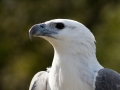 White-bellied Sea Eagle