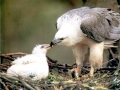 White-bellied Sea Eagle