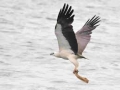White-bellied Sea Eagle