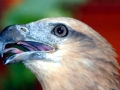 White-bellied Sea Eagle