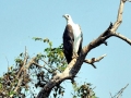 White-bellied Sea Eagle