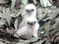 White-bellied Sea Eagle