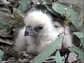 White-bellied Sea Eagle