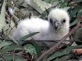 White-bellied Sea Eagle
