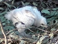 White-bellied Sea Eagle