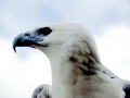 White-bellied Sea Eagle