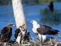 White-bellied Sea Eagle
