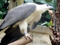 White-bellied Sea Eagle