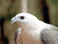 White-bellied Sea Eagle