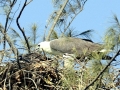 White-bellied Sea Eagle